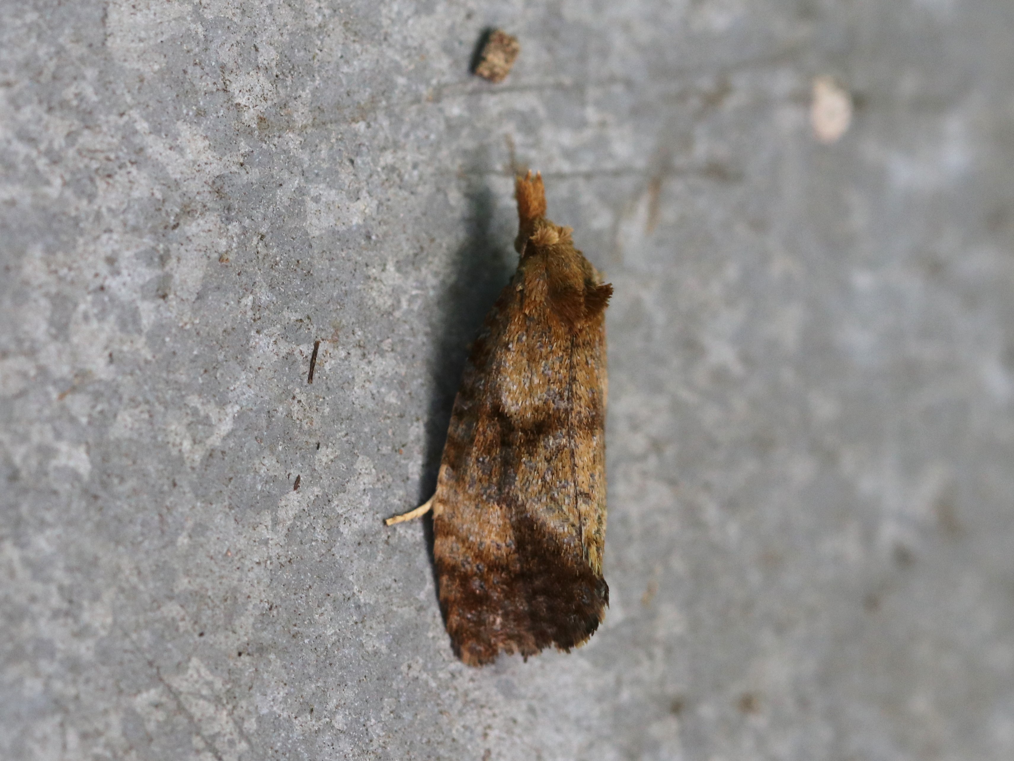 photo_1